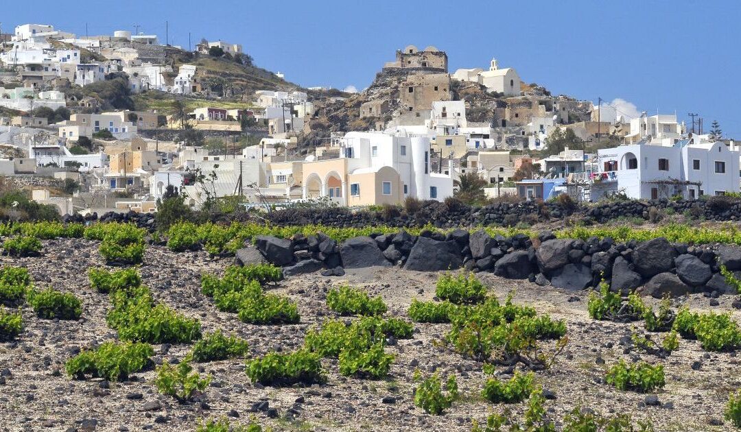 Wines of Santorini