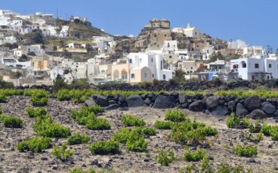 Wines of Santorini